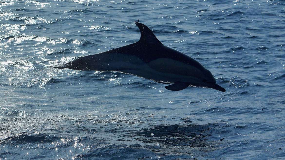 Delfin im Gegenlicht (Foto: Frank Schlawe)