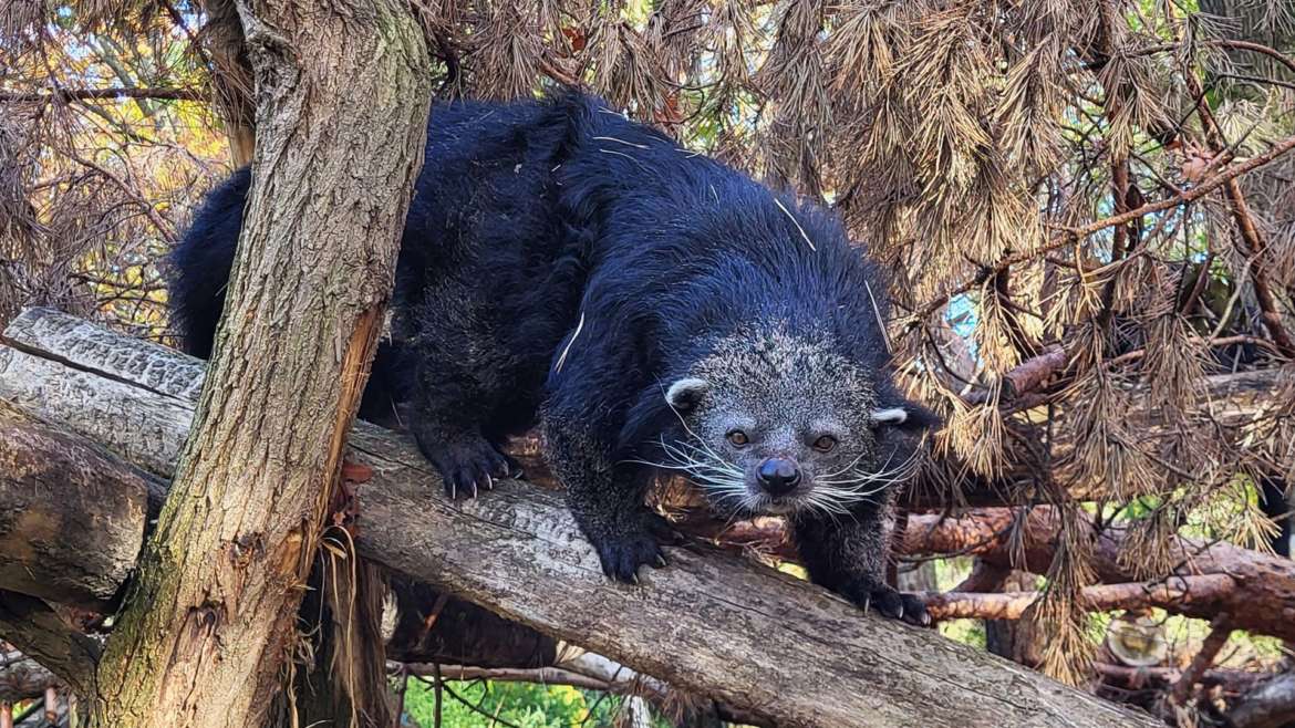 Zoo Duisburg: Naturnaher Lebensraum für die Binturong