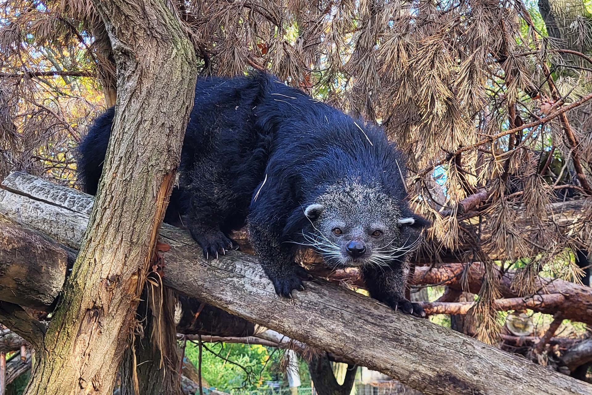 Zoo Duisburg: Naturnaher Lebensraum für die Binturong