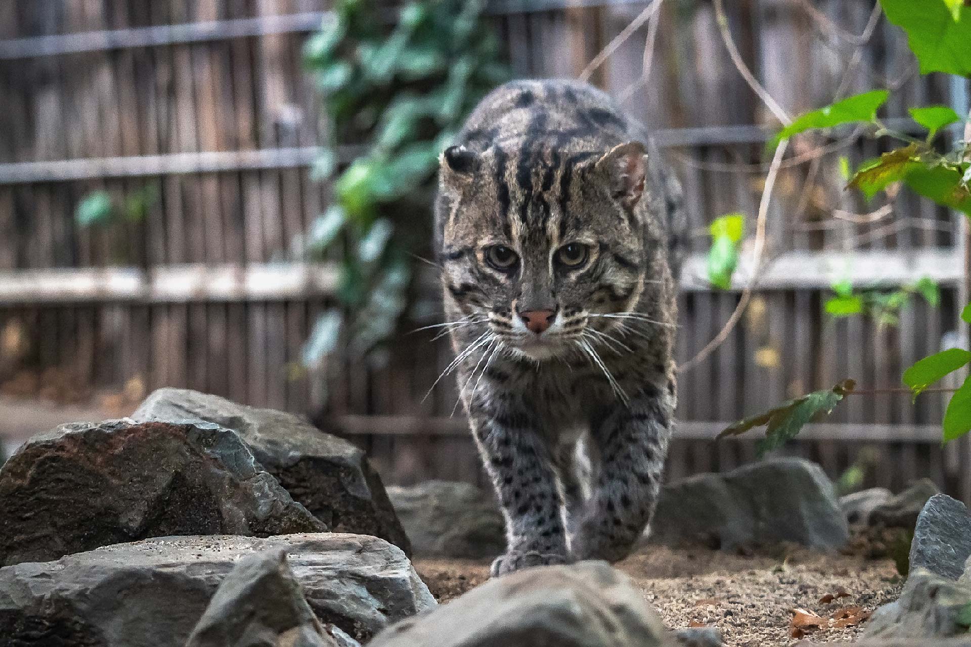 Zoo Duisburg: Modernisierung der Fischkatzen-Anlage | © Zoo Duisburg / J. Tegge