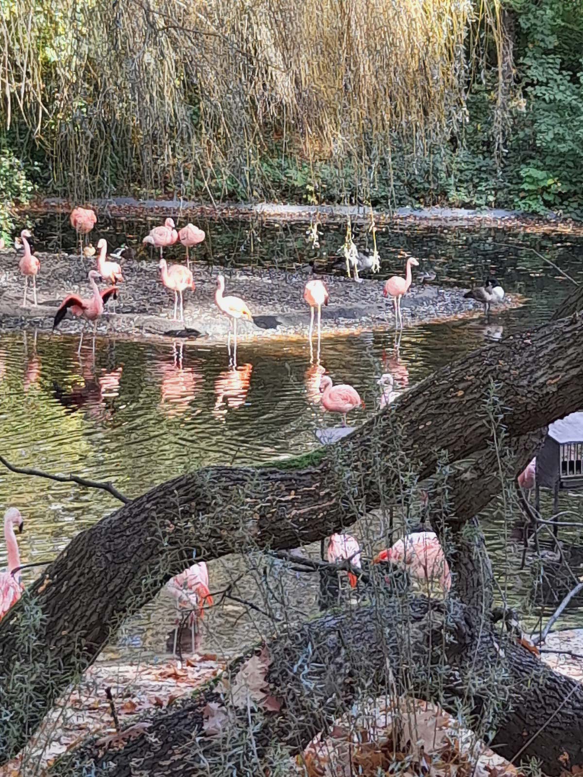 Zootour Dortmund 2025 (Impressionen)
