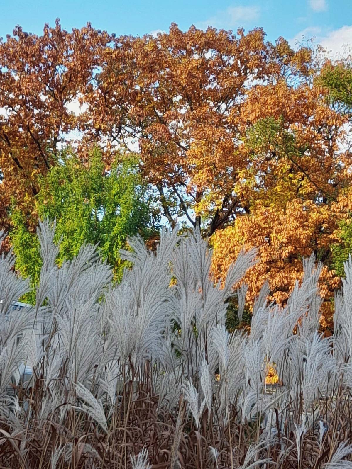 Zootour Dortmund 2025 (Impressionen)