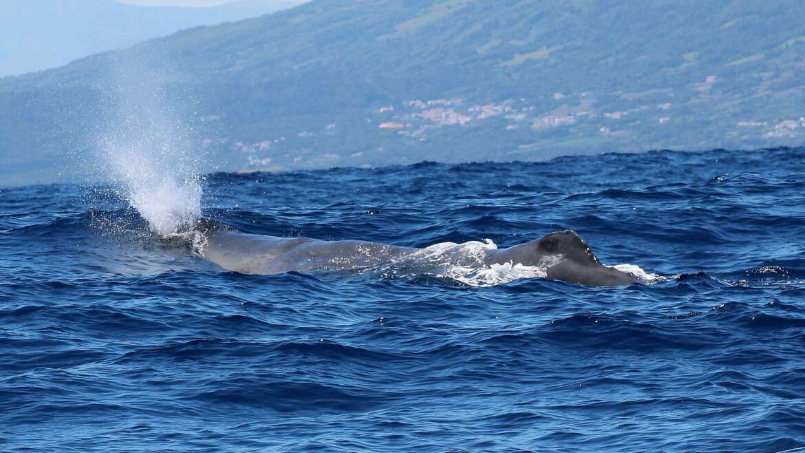 Zoofreunde Duisburg | Whale Watching 2026
