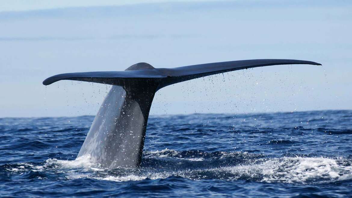 Zoofreunde Duisburg | Whale Watching 2026