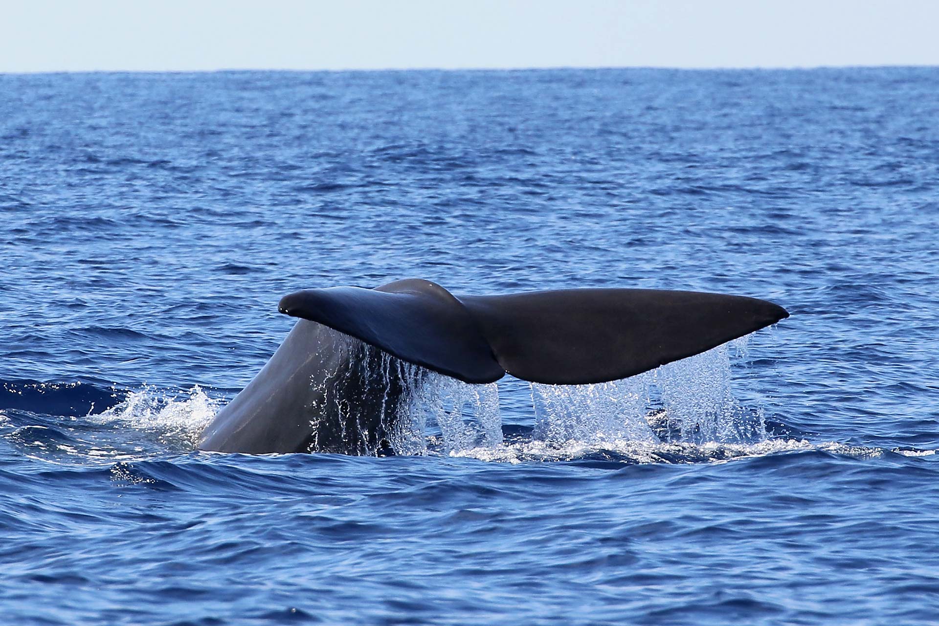 Zoofreunde Duisburg | Whale Watching 2026