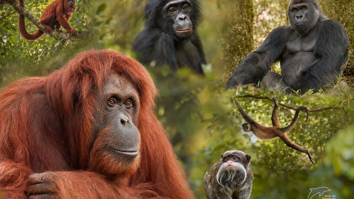 Veranstaltung: Zoofahrt Apenheul