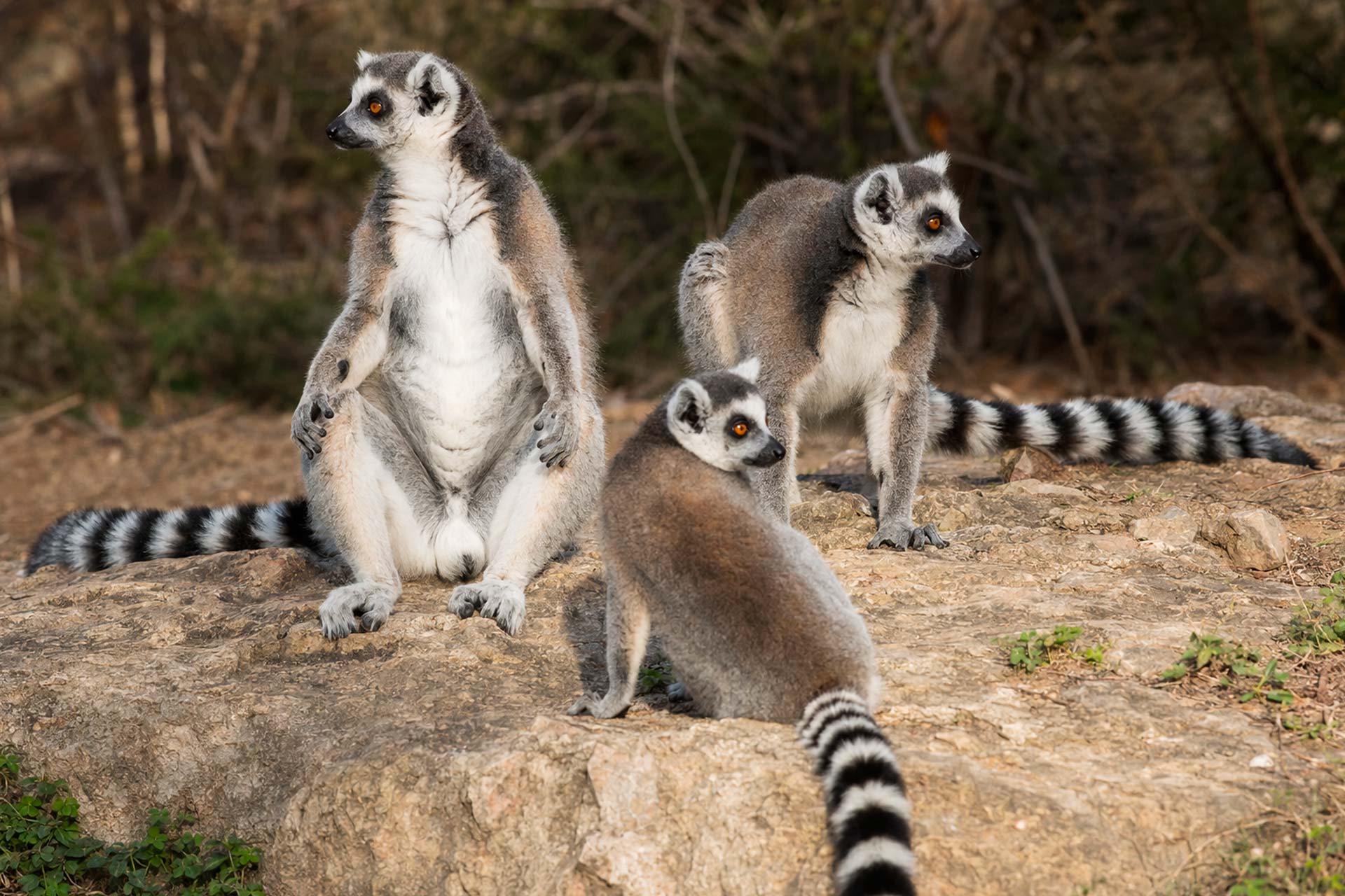 Veranstaltung: Zoofahrt Apenheul