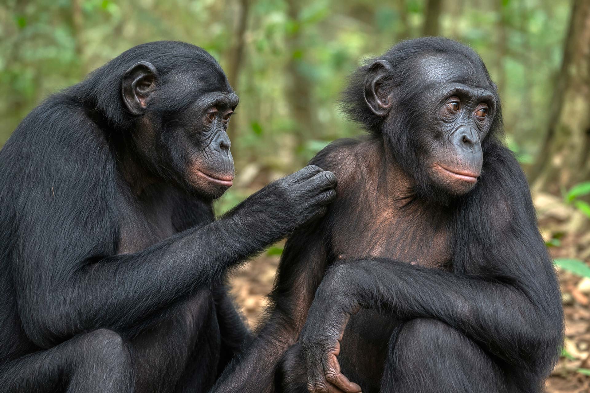 Veranstaltung: Zoofahrt Apenheul