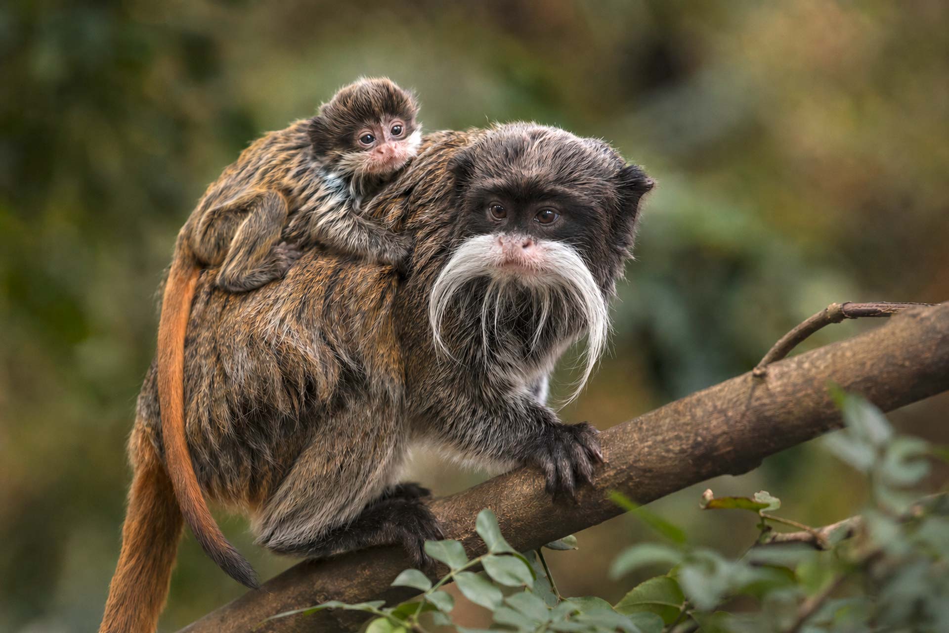Veranstaltung: Zoofahrt Apenheul