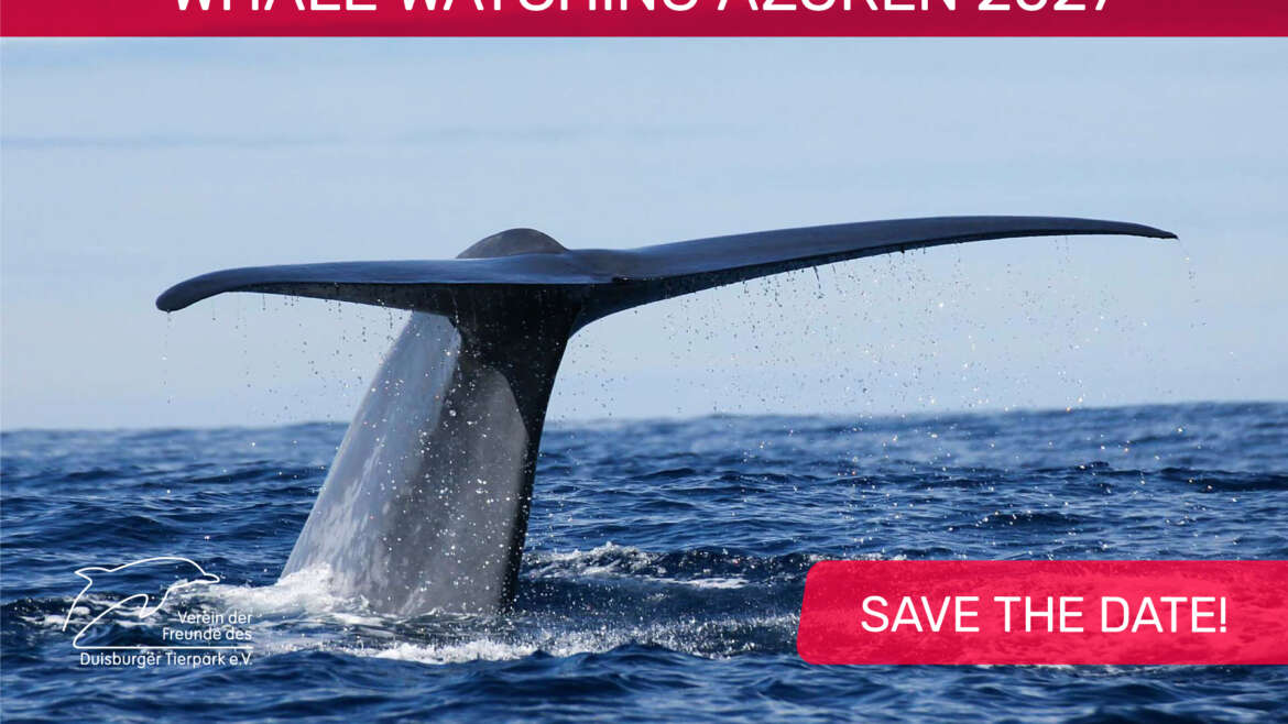 Whale Watching Azoren 2027 (Ankündigung)