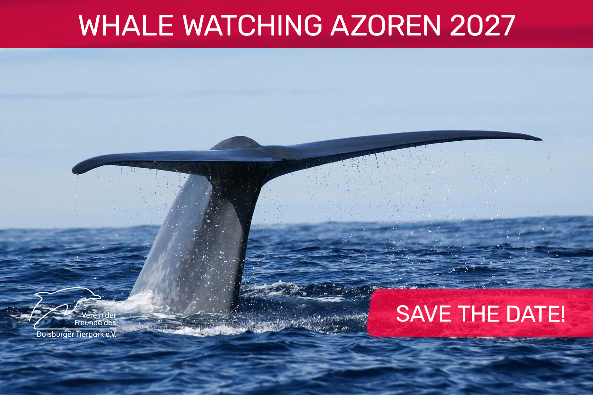 Whale Watching Azoren 2027 (Ankündigung)